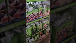 Home depot new Grapes, Figs, Berries and Plants, home depot grapes, Plant Dormant Grape, Berry, Fig,
