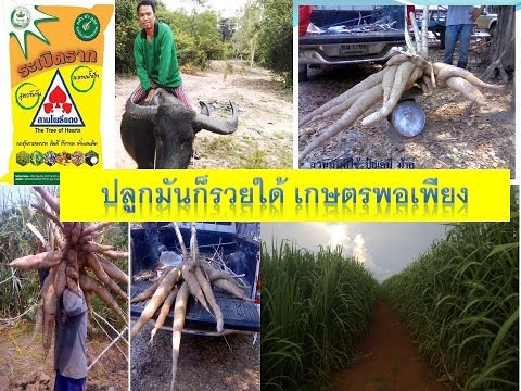 แรงซื้อ Simferopol คือ Eleutherococcus ช่วยเพิ่มความแข็งแรง
