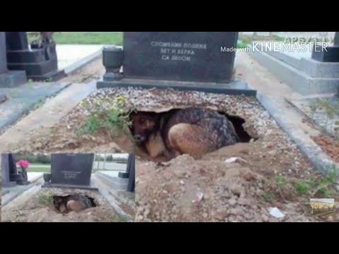 нақли саги вафодор 2018 2018