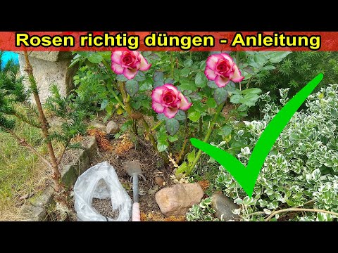 Rosen richtig düngen Anleitung – Wie, womit, Zeitpunkt wann, wie oft,  / Rosendünger Anwendung