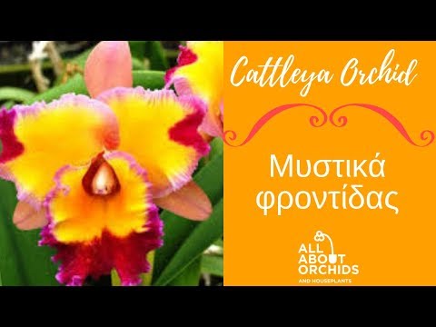 , title : 'Ορχιδέα Κατλέγια/Cattleya Orchid και τα μυστικά της φροντίδας της.'