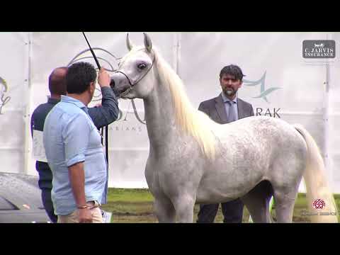 N 123 HANAYA KASSAM   Vesuvio Trophy 2023   Straight Egyptian   Colts 2 3 Years Old Class 18