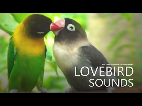 Lovebird's Sounds - Agapornis Personatus - Green and Black Personata