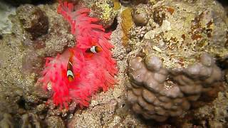 preview picture of video 'Red Anemone Port Ghalib House Reef Extra Divers'