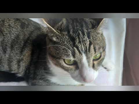 #elsagatuber canción🎤