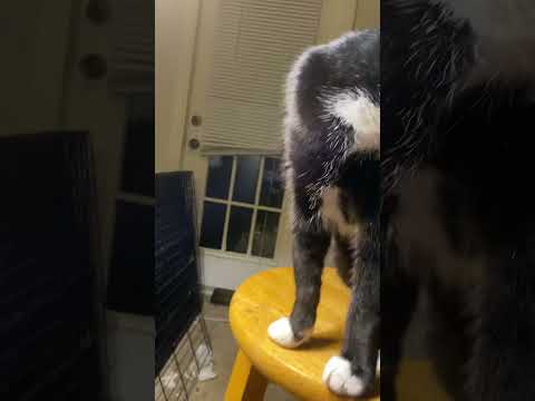 What’s wrong with you, human #mitzi #cat