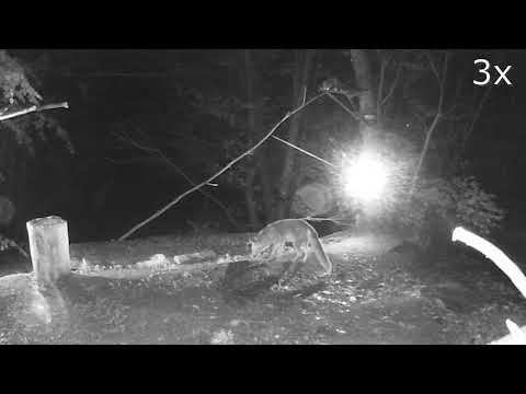 20210427 VOLPE vs FAINA più attacchi falliti pollo