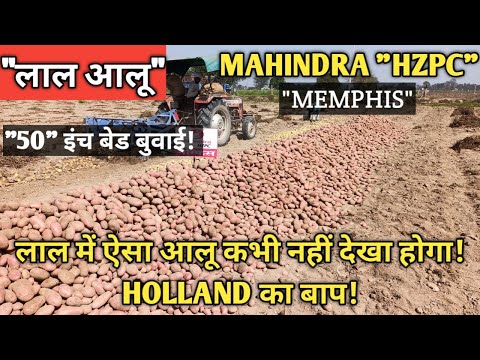 'MAHINDRA HZPC' लाल आलू की वैराइटी'50'इंच बेड पर! देखिए कैसी है पैदावार?POTATO REPORT AGRA(U.P)
