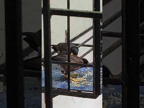 Starling Myna along with Crow | Greynecked | Ceylon | eating together yellow rice