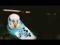 #Australian Budgie #parrot parakeets #video  Budgie birdsTotes#birds#parrot#parakeet #2025,🤡123