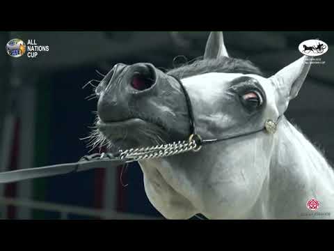 N 97 PALERMO AT   AACHEN 2022   38° All Nations Cup   Colts 3 Years Old Class 6B