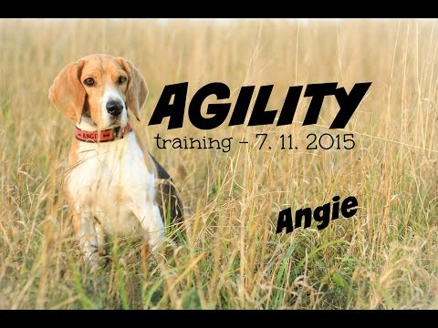 Agility training - 7.11.2015 [Málkov]