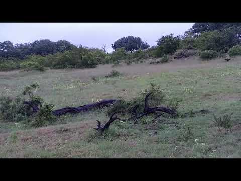 Djuma: Lone Impala female - 07:55 - 01/06/2023