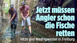 FREIBURG: Tausende Fische sterben wegen Dürre! Angler kämpfen gegen Folgen der Trockenheit
