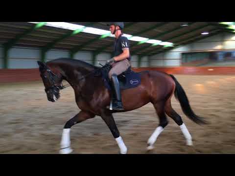 Mare by Sezuan 4 year old