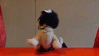 Bshorty Grabs the Mic,Blake lewis,webkinz,pug,pugs