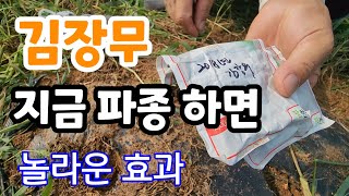 김장무,가을무 지금 파종하면 좋은점?