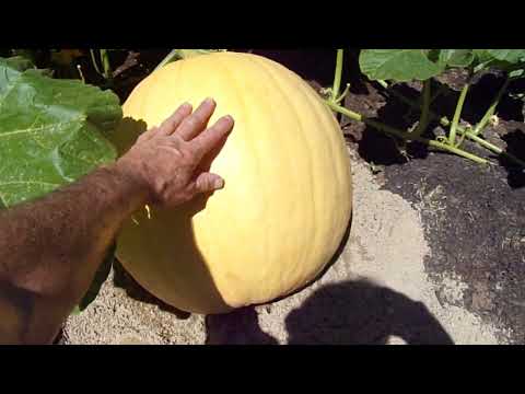 The Pumpkin Patch 2022