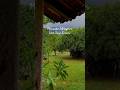 Monsoon Whispers Meditative Flute New Song By Sounds Of Isha