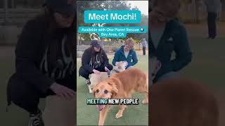 Video preview image #1 Bulldog Puppy For Sale in San Jose, CA, USA