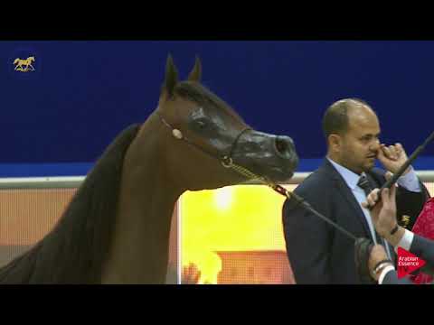 N 36 MARIA MAGDALENA NWA   Dubai 2019   Yearling Fillies section B