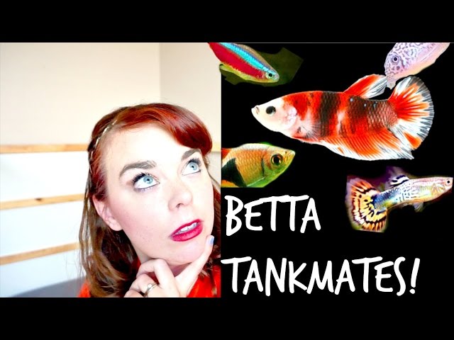 BETTA TANK MATES