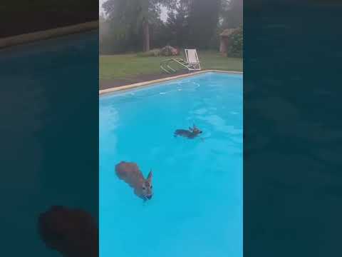 Ils fuient les flammes pour une piscine ! 🦌💦