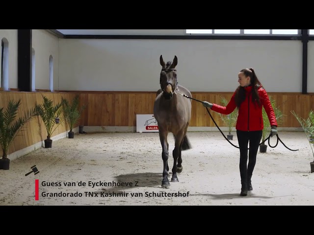 Guess van de Eyckenhoeve Z