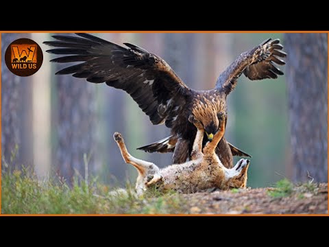 Most Shocking Eagle Attacks Caught on Camera | Wild Animals