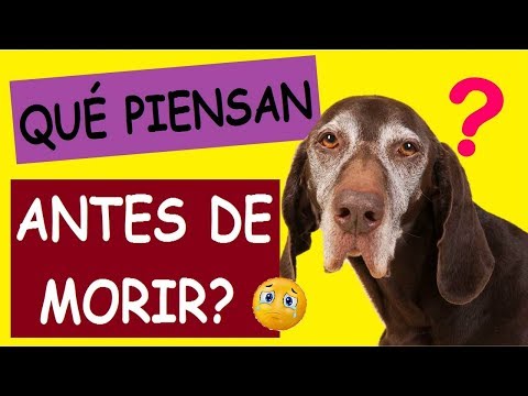 Que Piensan Los Perros Antes de Morir?