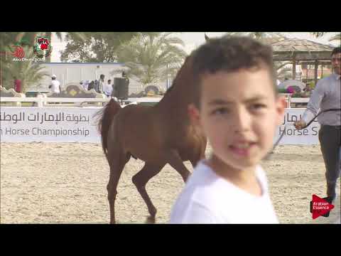 N 524 AJ ARSAN   UAE Nationals 2019