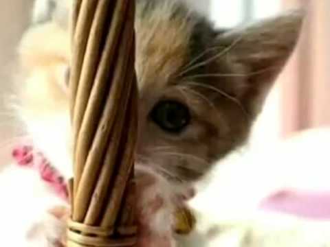 D'masiv feat Momo,Ariel,Giring ~ Esok Kan Bahagia