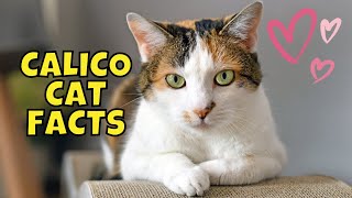 10 Amazing Facts About Calico Cats