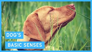 Dog's Senses - How Far They Work