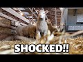 I am SHOCKED! | hitting a BIG MILESTONE with my sheep flock, loud lambs & mean mamas. | Vlog 768