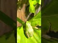 Green tree frog in Tennessee #hedgehogshomestead