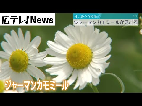 本物のカモミール 植物