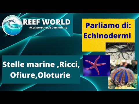 Echinodermi: stelle marine, ricci, ofiure, oloturie