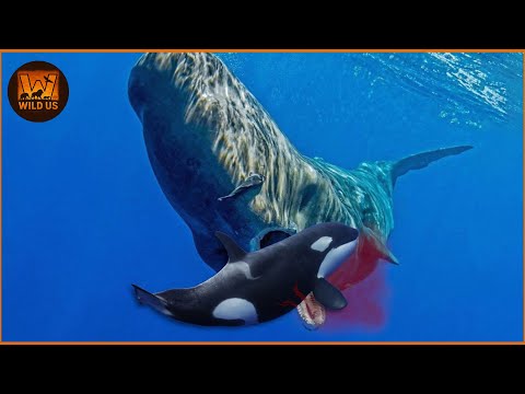 Most Terrifying Killer Whale Attacks Ever Caught on Camera | Wild Animals