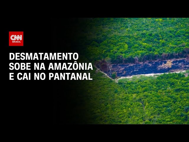 Desmatamento sobe na Amazônia e cai no Pantanal | CNN PRIME TIME