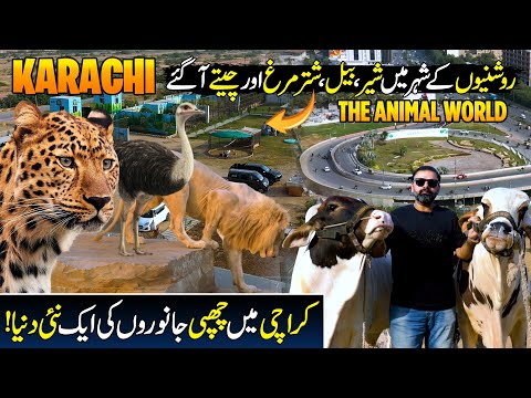 The Animal World | Karachi Wild Life | Exclusive Talk With Muzamil Shaikhani | Discover Pakistan