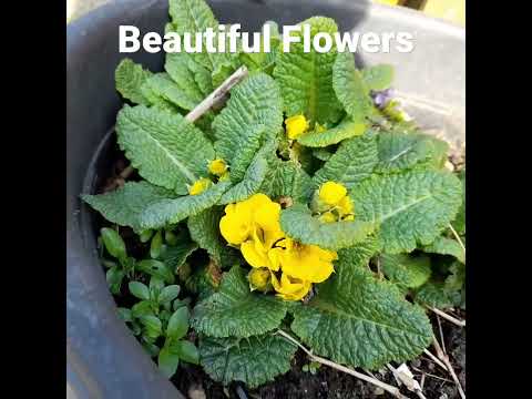 Beautiful Flowers | love it | Ate  Vilma's Garden