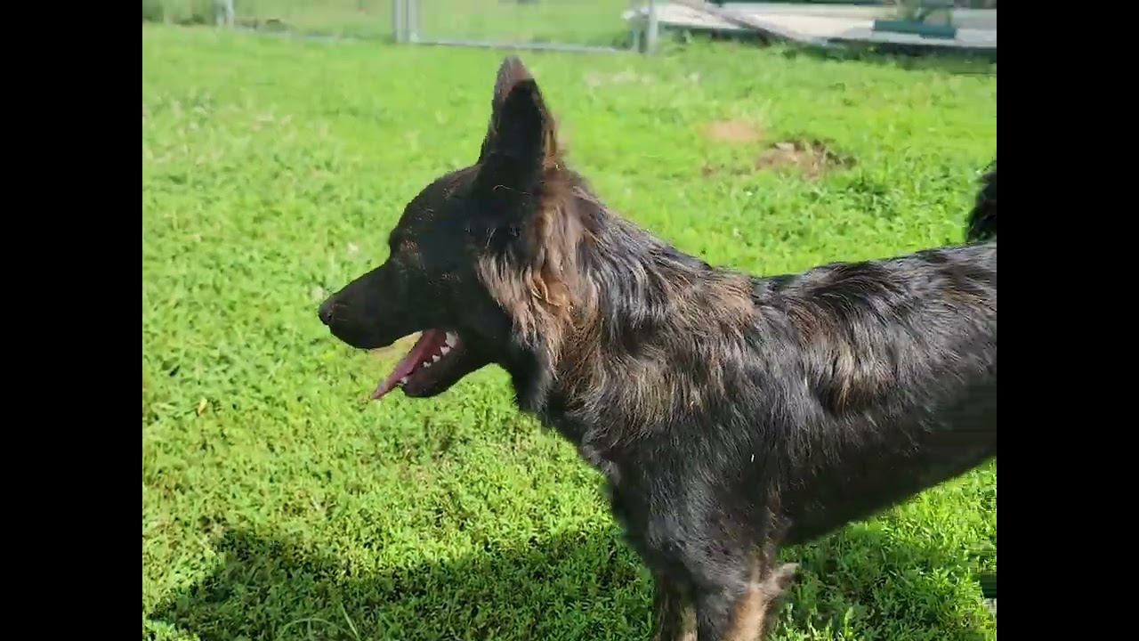 Enlarge Izzy, a Adoptable German Shepherd Dog in Mount Sterling, KY video 3/6