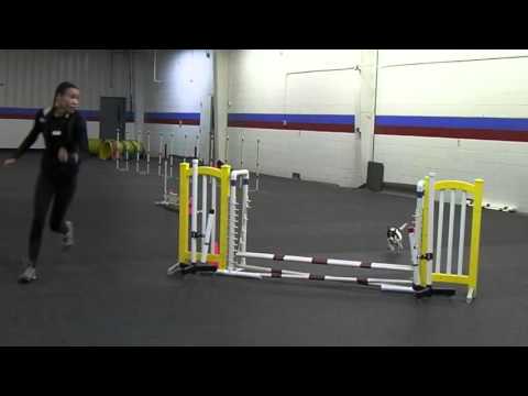 MACH Prestige's Dapper Doggie!!! (1/31/16)