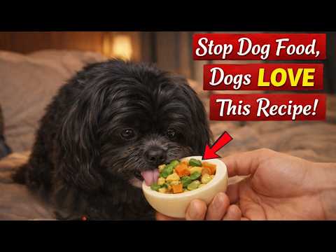10 Healthy Shih Tzu Recipes to Make Before You Ever Buy Shih Tzu Food Again