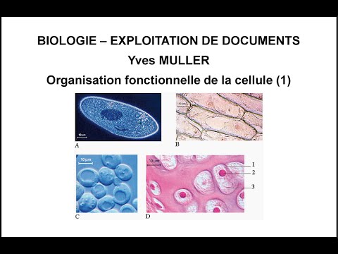 1. La diversité des cellules - Thème : Organisation fonctionnelle de la cellule