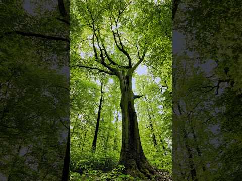 Beech 🌳 Celebrating the lifecycle of trees (Fagus sylvatica) #beech  #beechtree  #trees