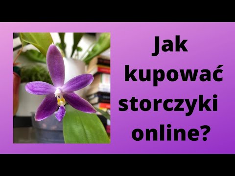 , title : 'Jak kupować storczyki online?'