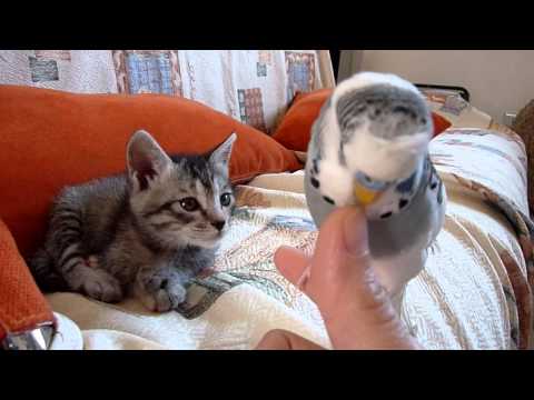 Kitten learns how to get along with bird