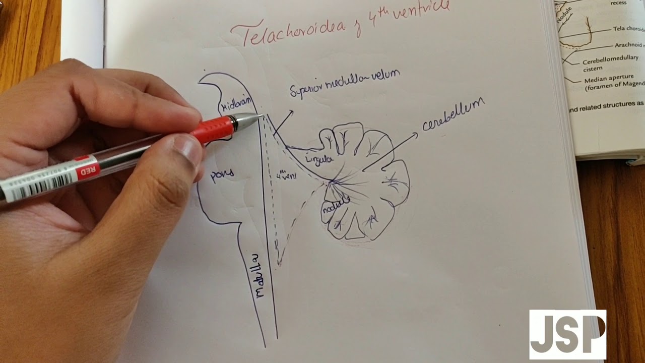 Watch Where Is Cisterna Magna Located videos Where Is Cisterna Magna Located